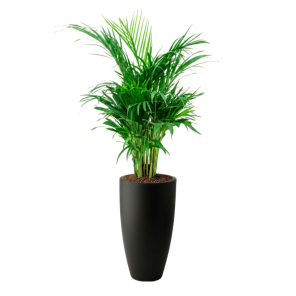Areca in June Round zwart_1.png