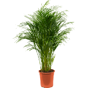 areca m.png