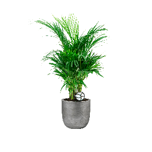 Areca_S_capi_retro_24cm_Grijs_WEB.png