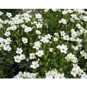 arenaria-montana-sfeer_bd4f3c.jpg