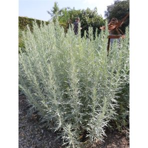 Artemisia.jpg