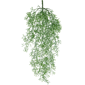 asparagus falcatus bush.png
