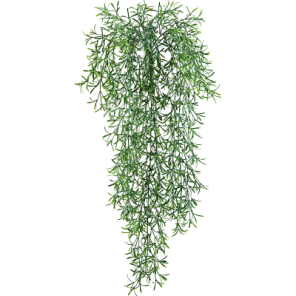 asparagus falcatus.png