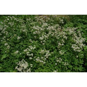 Astrantia major Alba.jpg