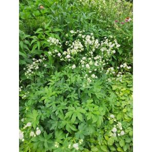 Astrantia major.jpg