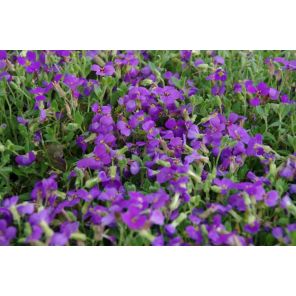 Aubrieta 'Hamburger Stadtpark'.jpg