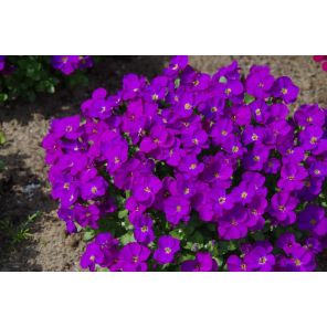 Aubrieta gracilis 'Kitte'.jpg