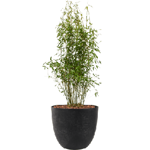 Bamboe in Artstone Bola zwart.png