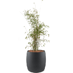Bamboe in Grigio Modern antraciet.png