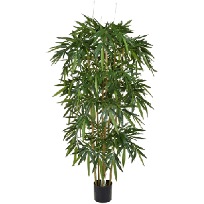 Bamboe Natural bush.png