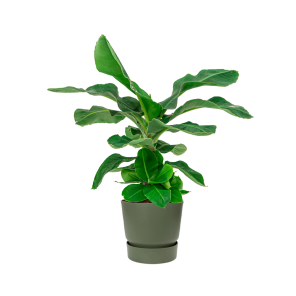 Bananenplant Musa Large in Elho Greenville pot DM 30 cm - groen.png