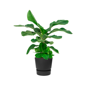 Bananenplant Musa Large in Elho Greenville pot DM 30 cm - Zwart .png