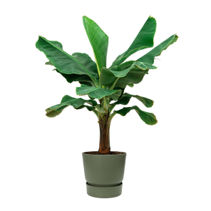 Bananenplant Musa XL in Elho Greenville DM 40 cm - groen.png