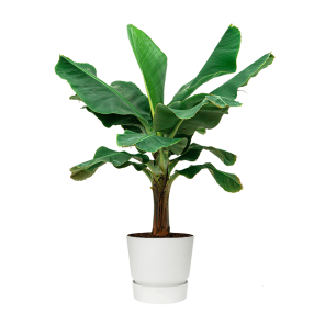 Bananenplant Musa XL in Elho Greenville DM 40 cm - wit.png
