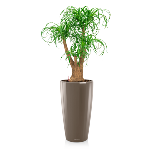 Beaucarnea in watergevende pot Rondo taupe.png