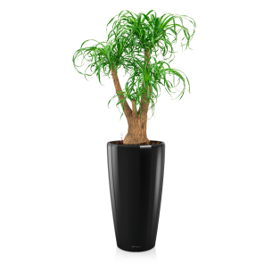 Beaucarnea in watergevende pot Rondo zwart.png