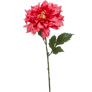 beauty.png