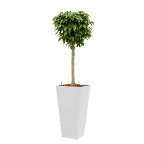benjamina 3.png