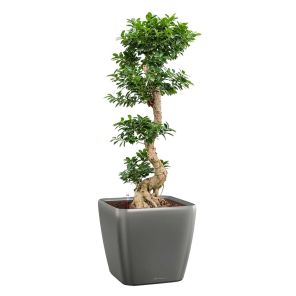 bonsai-quadro-pot-antraciet_a6f361.jpg