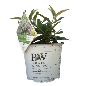 buddleja (6).png