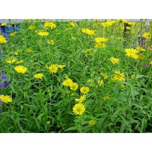 Buphthalmumsalicifolium1.jpg
