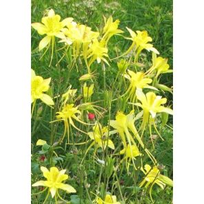 c. Yellow Queen.jpg
