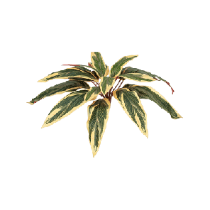 caladium kunstplant.png