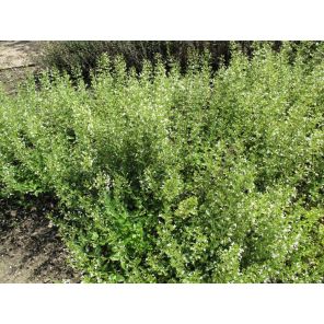 Calamintha nepeta 'White Cloud'.jpg
