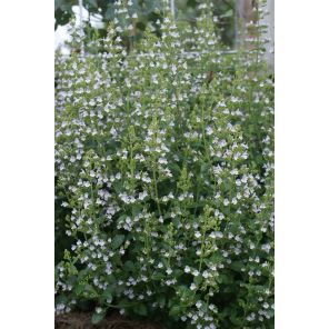 Calamintha nepeta.jpg