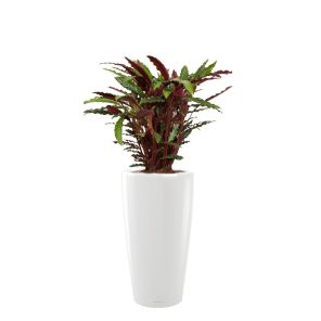 calathea-barbarufi-rondo-pot-wit_7ba9fb.jpg