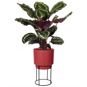 calathea-in-pot-elho_a5e2be.jpg