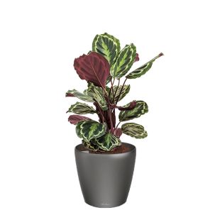 calathea-medaillon-classico-pot-antraciet_6df4a4.jpg