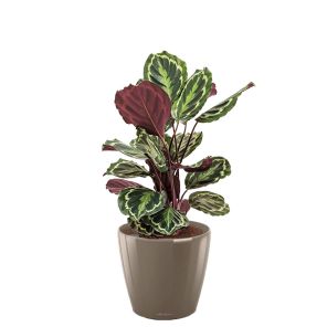 calathea-medaillon-classico-pot-taupe_77d165.jpg