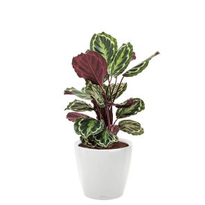 calathea-medaillon-classico-pot-wit_ffcae6.jpg