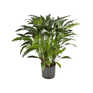 Calathea Wavestar PNG.png