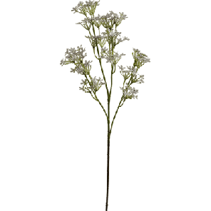 Calotropis.png