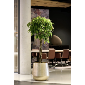 Caluya Planter Gold 1.png