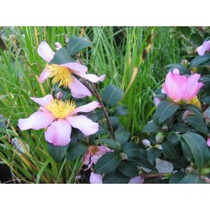 CAMELLIA CLEOPATRA.jpg