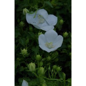 Campanula carp. 'Weisse Clips'Karpatenklokje_1.jpg