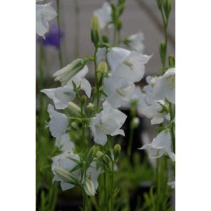 Campanula pers. Alba.jpg
