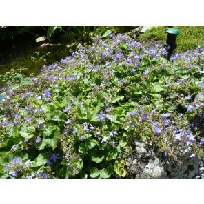 Campanula poscharskyana.jpg