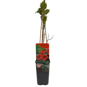 campsis radicans flamenco.png
