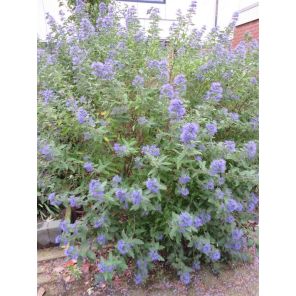 Caryopteris cland. 'Heavenly Blue'.jpg