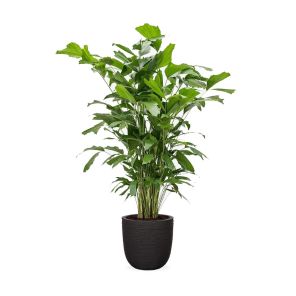 caryota-mitis-large-capi-nature-egg-planter-rib-35_2107fd.jpg