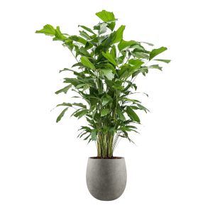 caryota-mitis-large-luca-lifestyle-balloon-m-42-cm_da5a0a.jpg