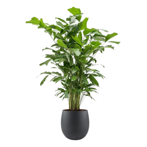 caryota-mitis-large-luca-lifestyle-balloon-m-42-cm_e3ea05.png