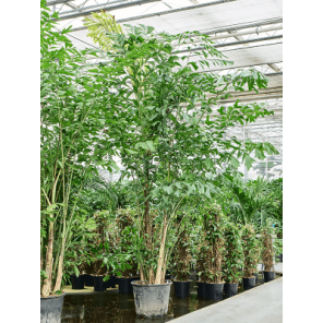 caryota mitis xxxxxl.png