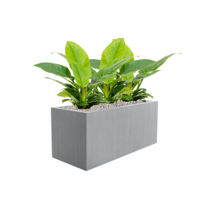 CC0020991.png