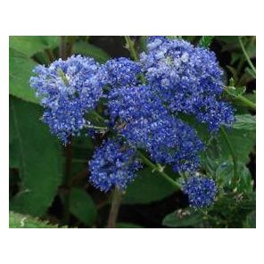 ceanothus-concha-sfeer_0e44b0.jpg