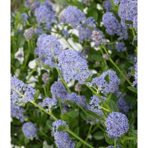ceanothus-thyrsiflorus-skylark-sfeer_21d380.jpg